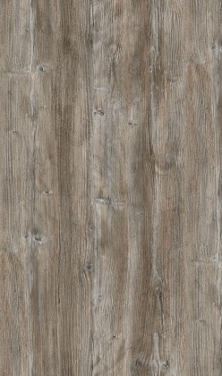 DTDL R55004 RU Pinie Ponderosa 2800/2100/18